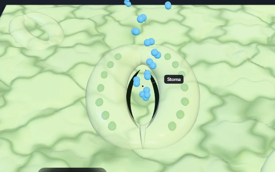 3D plant with a magnified leaf showing an open stoma releasing oxygen
