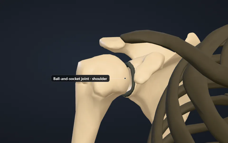 3D shoulder joint: the rounded head of the upper-arm bone in its socket, labelled ball-and-socket joint