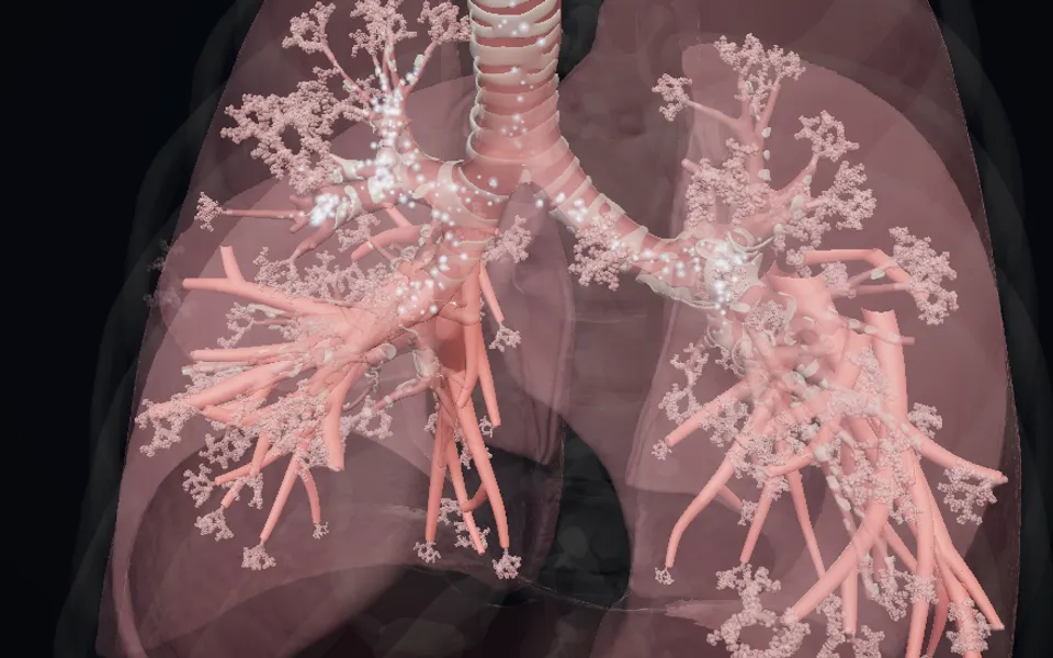 3D model of the lungs, with the trachea branching into the bronchial tree